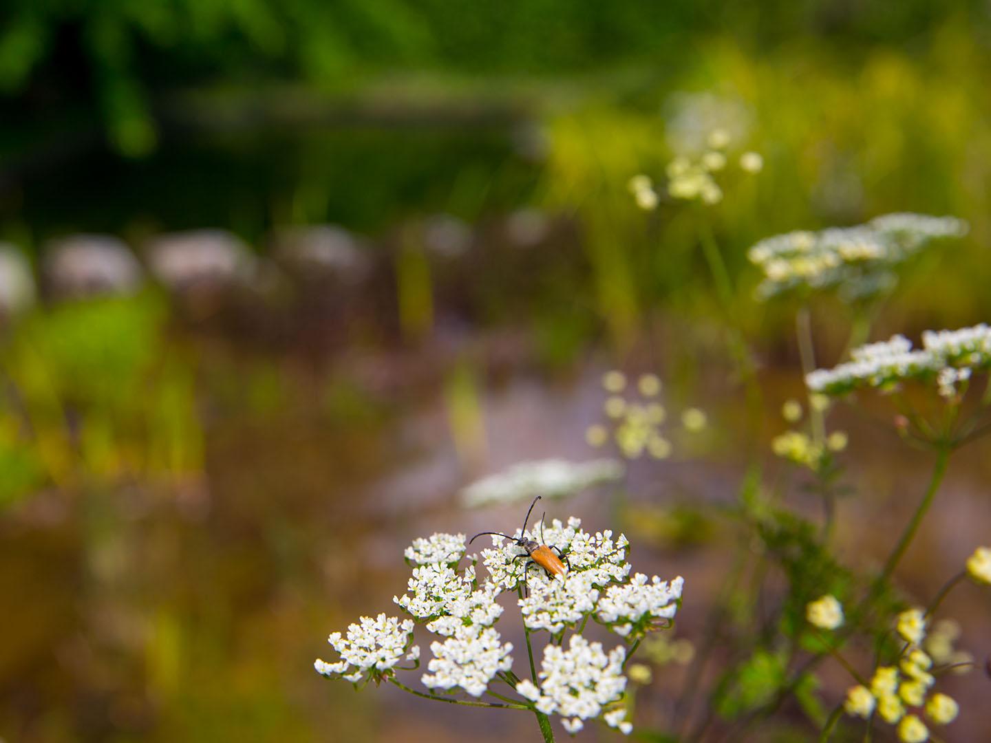 natuurlijke tuin, Bureau Natuurlijk